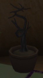 Kodama's Bonsai